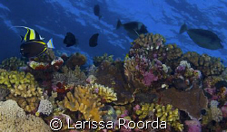 Reef shot on the Great Barrier by Larissa Roorda 